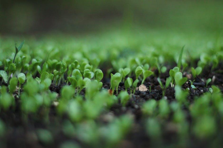 Why Choose Organic Beauty Products